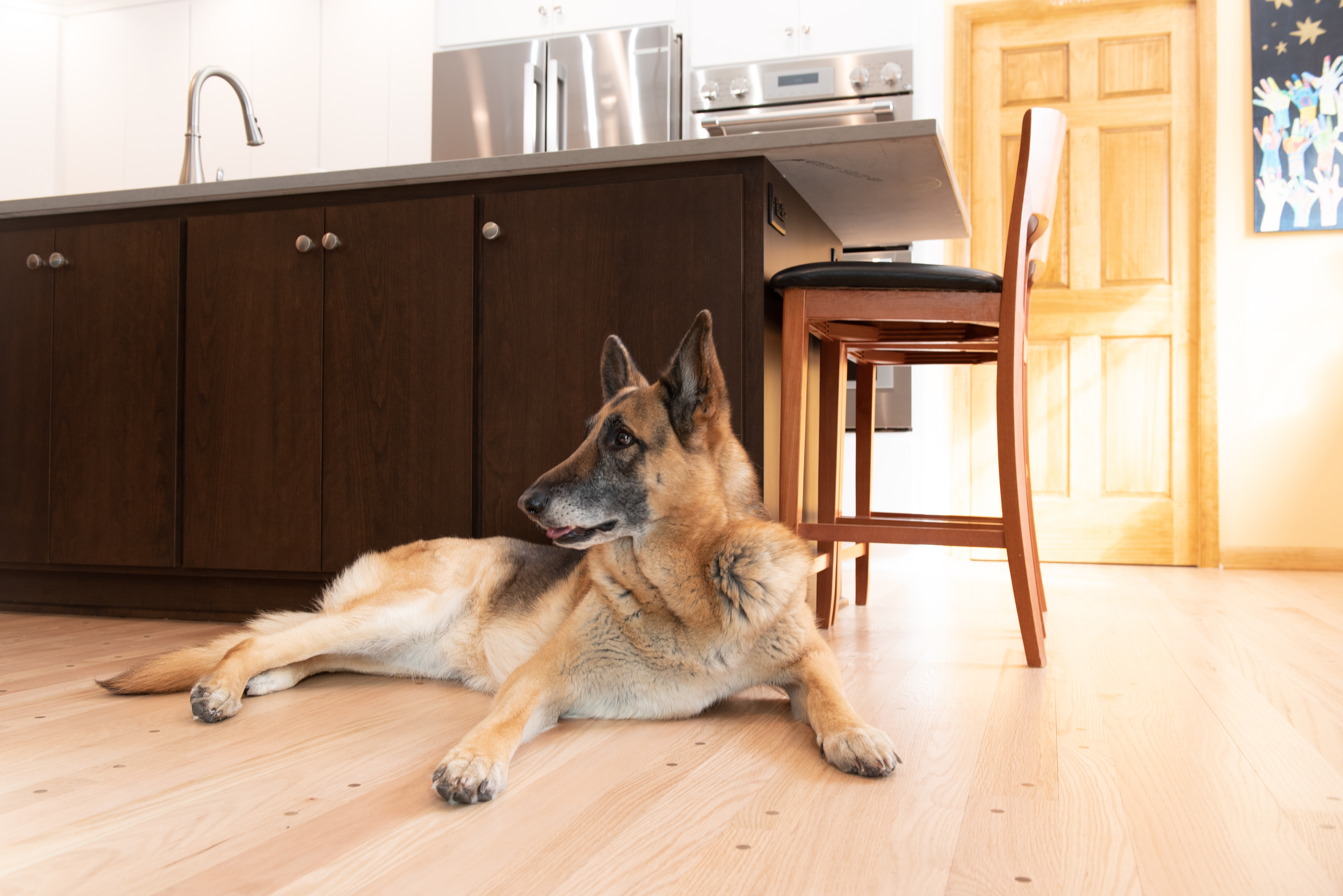 Designing a Pet-Friendly Home: Making Life Easier for You and Your Furry Friends