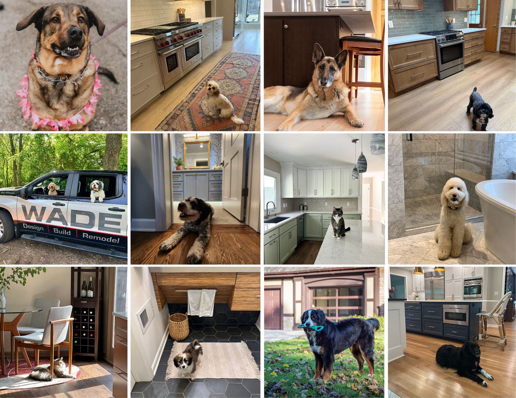 Meet the Pets of Wade Design & Construction